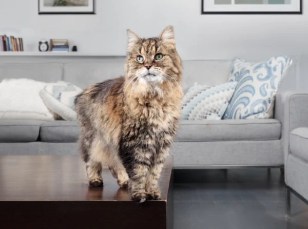 Изображение к статье: Кошка вернулась к хозяйке спустя 13 лет — её нашли за 225 километров от дома