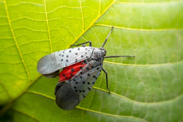 Изображение к статье: Собак научили находить по запаху инвазивных насекомых