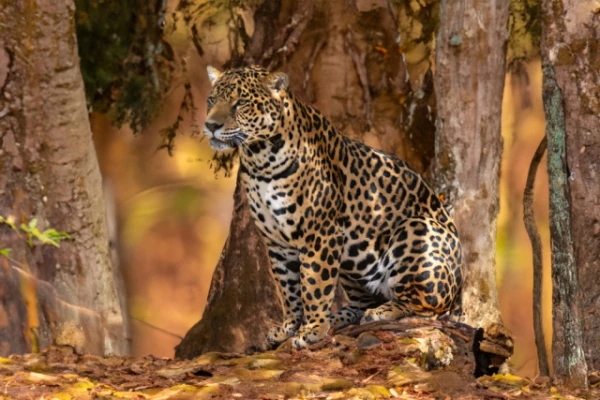 Изображение к статье: Ягуары возвращаются: как Пантанал стал убежищем после пожара и засухи