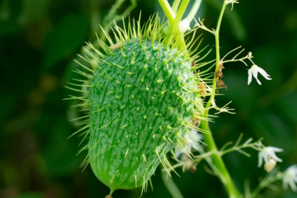 Изображение к статье: Бешеные огурцы восхитили учёных скоростью и методом стрельбы семенами