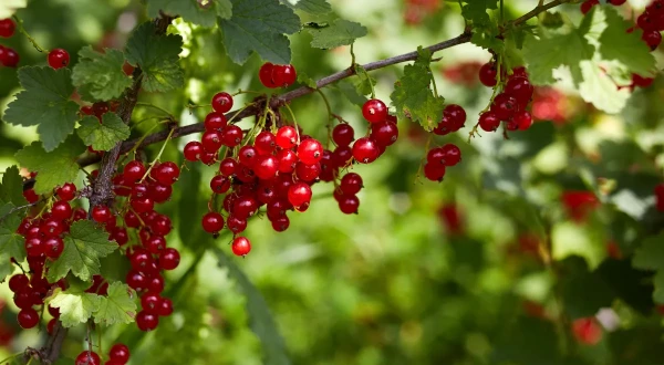 Изображение к статье: Безопасно ли есть ягоды с куста? Эксперт поставила точку в этом вопросе