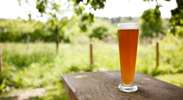 Изображение к статье: Зачем оставлять банку с пивом на садовом участке? Все опытные дачники так делают