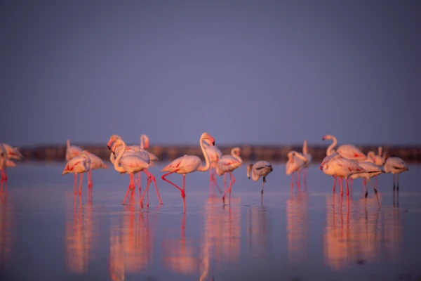 Изображение к статье: Рисовые поля Италии разорены: фермеры борются с… необычным вредителем