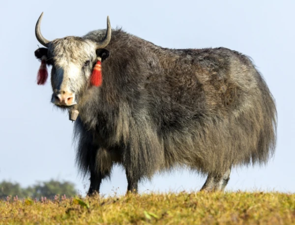 Изображение к статье: На Тибете вывели новое животное — его называют дзо