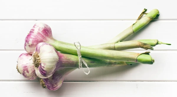 Изображение к статье: Чеснок созрел! Вот какие культуры отлично растут на его месте — успеют до осени