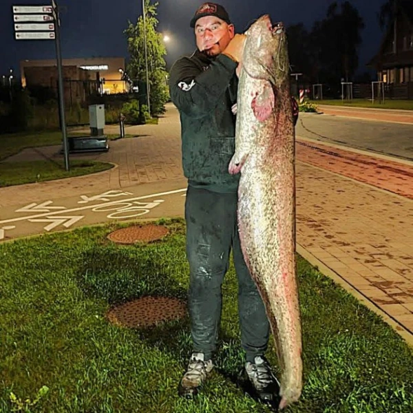 Изображение к статье: Большая рыба: в Лиелупе пойман огромный сом