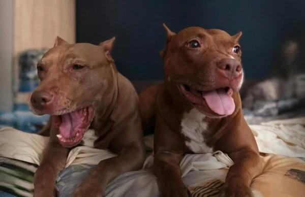 Изображение к статье: instagram.com/alfijs