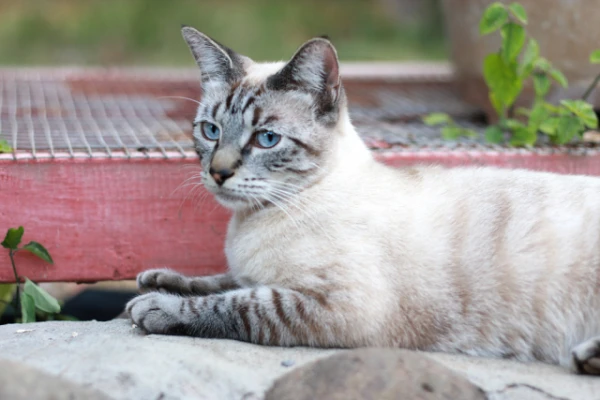 Изображение к статье: Рысь-пойнт: сиамская грация с диким шармом