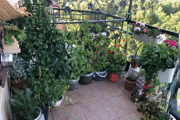 Изображение к статье: Отпуск для растений: полезен ли домашнему цветку переезд на балкон или в сад