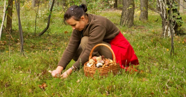 Изображение к статье: Зачем собирать грибы с самого утра