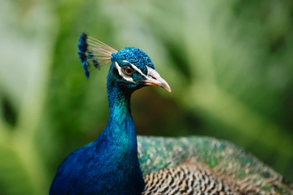 Изображение к статье: Из американского отеля выкрали больше 10 дорогих павлинов