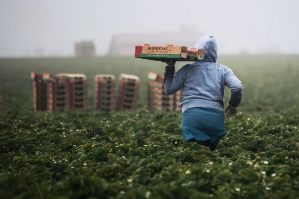 Изображение к статье: «Мы не приехали сюда в рабство!» – украинские рабочие раскрыли закулисье клубничных ферм