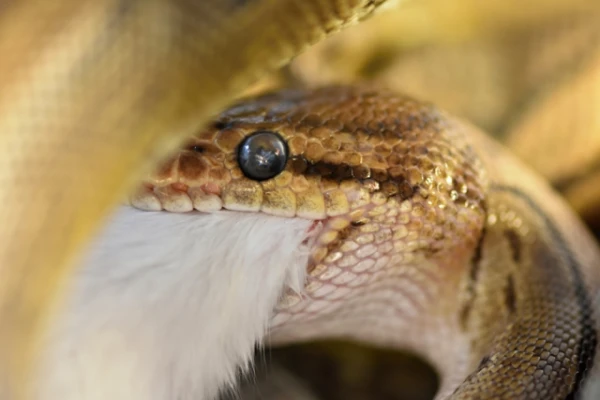 Изображение к статье: Как питоны переваривают добычу целиком — даже кости