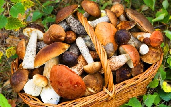 Изображение к статье: «Грустно, очень грустно»: больше никаких ягод и грибов; местным жителям запретили ходить в леса Селии