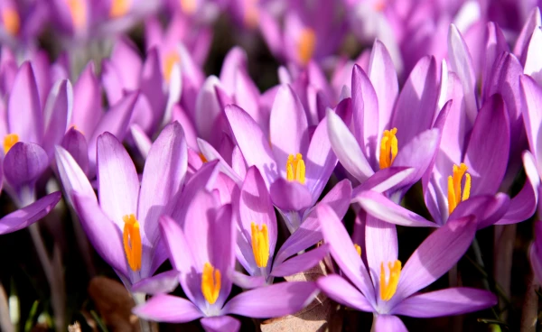 Изображение к статье: Ученые предложили «новые времена года»: климат меняется быстрее, чем люди успевают адаптироваться