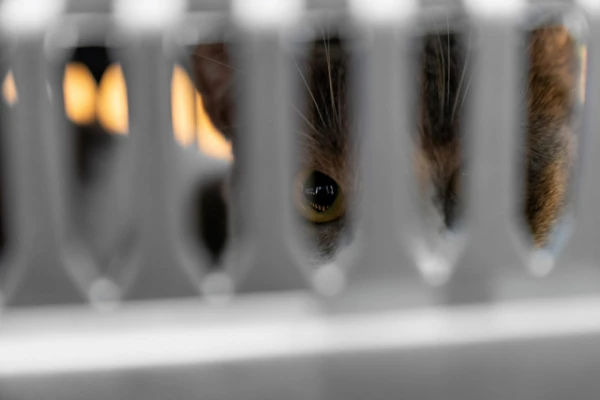 Изображение к статье: Розового кота спасли из опасного плена: хозяйка красила его морилкой