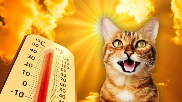 Изображение к статье: Вот так погода! Латвию «поджарит» - синоптики