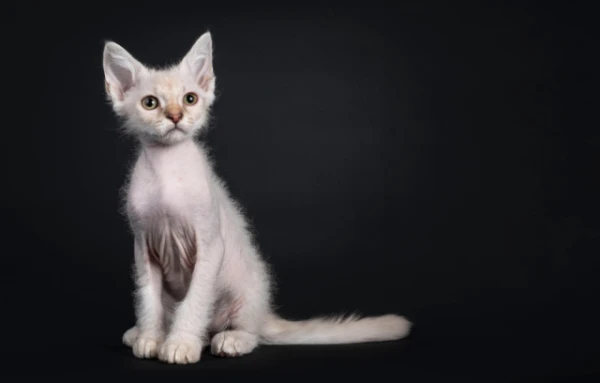 Изображение к статье: Лаперм: кошка, которая рождается лысой, а затем превращается в кудрявое чудо