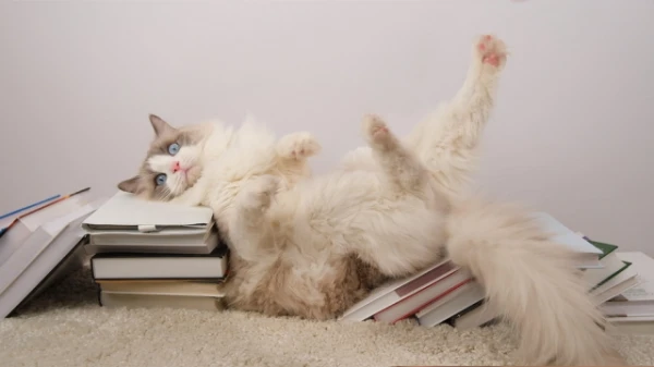 Изображение к статье: Топ-5 самых ласковых пород кошек