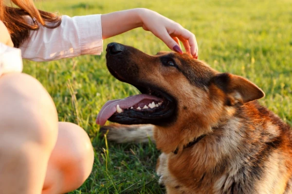 Изображение к статье: Топ-5 самых заботливых пород собак