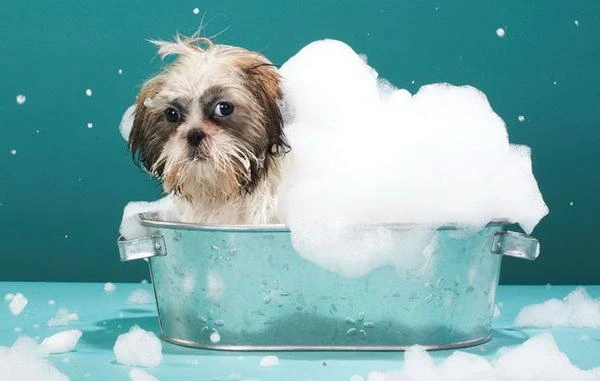 Изображение к статье: Как защитить кошку и собаку от паразитов и не заболеть самому