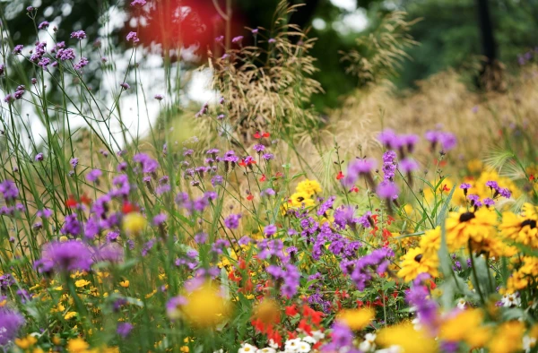 Изображение к статье: Лета все меньше: циклон в Норвегии влияет и на нас