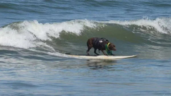 Изображение к статье: Рассекая волны.