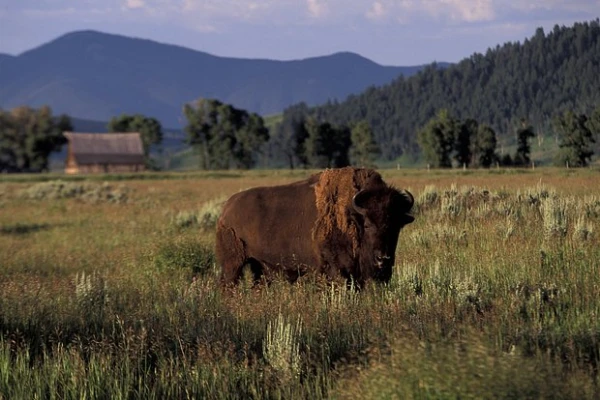 Изображение к статье: Европа пообещала закупить у США мясо бизонов в обмен на снижение пошлин