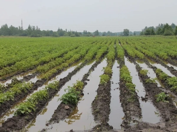 Изображение к статье: Неурожай–2025: крестьяне Латвии подали сигнал бедствия, платить — потребителям