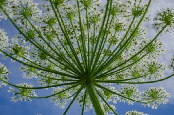 Изображение к статье: Эколог рассказал, как уничтожить борщевик и не пострадать при этом