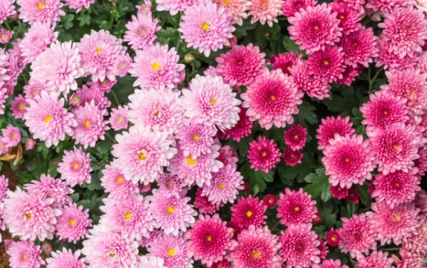 Изображение к статье: Опаснейшие для детей и питомцев комнатные цветы