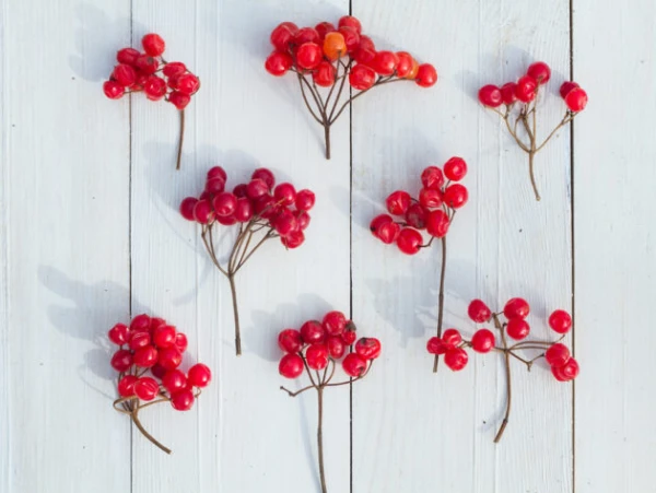 Изображение к статье: Народные приметы на 11 августа – Калинники