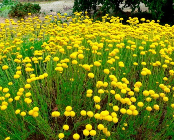 Изображение к статье: Ошибки осенней обрезки, из-за которых могут погибнуть многолетники