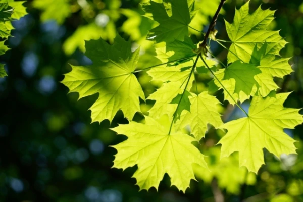 Изображение к статье: Учёные нашли природный компонент — безопасную замену антисептикам для полости рта