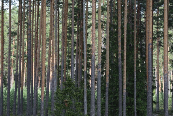 Изображение к статье: Циклон испортит выходные