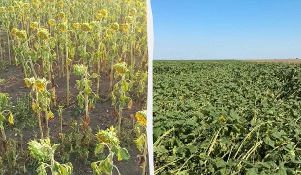 Изображение к статье: Как говорится, что выросло, то выросло.