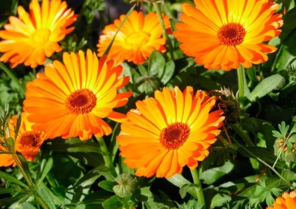 Изображение к статье: Настоящие барометры: какие растения предвещают дождь