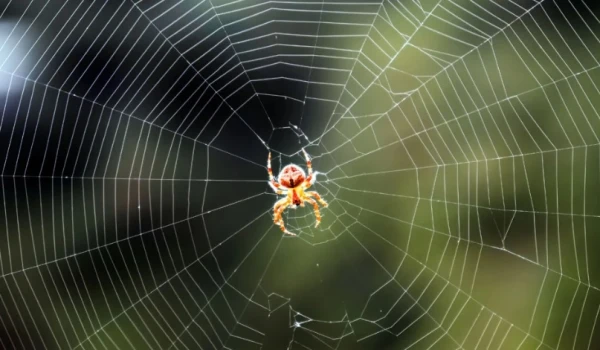 Изображение к статье: Неутомимые сетевые труженики.