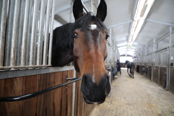 Изображение к статье: Жители озаботились благополучием лошадей в Латвии