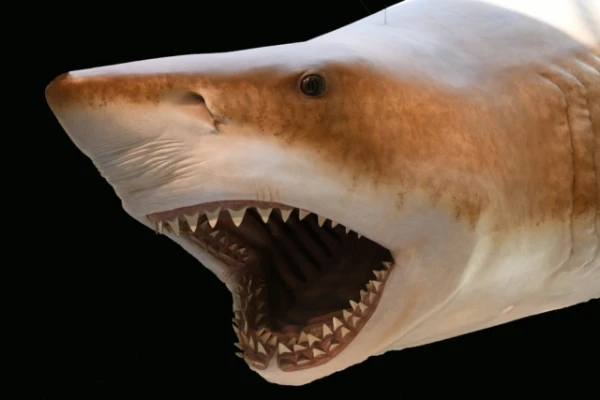 Изображение к статье: Как учёные определили размер мегалодона, если скелет не был найден?