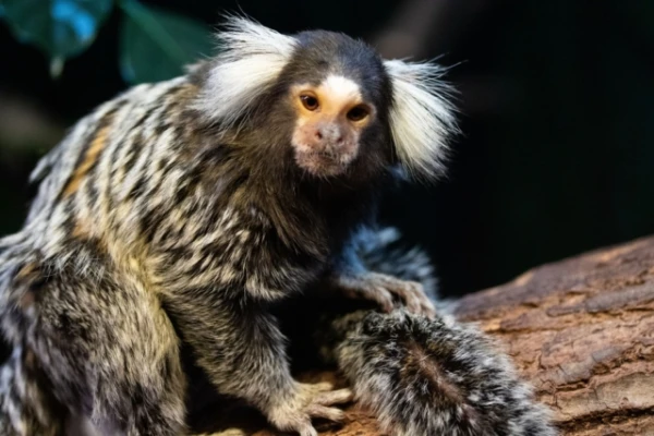 Изображение к статье: Учёные впервые показали, что обезьяны могут «подсесть» на гаджеты