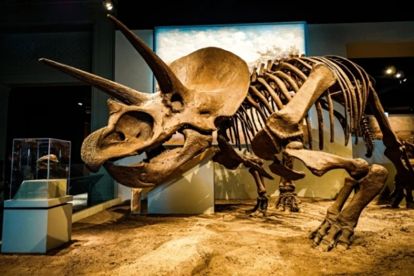 Изображение к статье: На какой самой большой глубине находили кости динозавров?