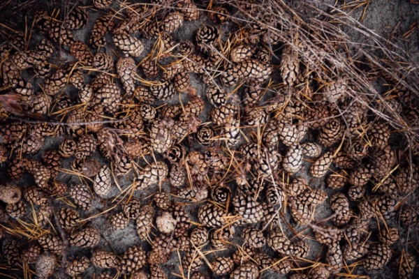 Изображение к статье: Зачем дачники собирают шишки и раскладывают их на дачном участке?