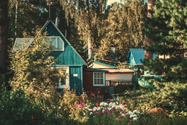 Изображение к статье: Эти деревья могут разрушать почву и фундамент: хорошо подумайте, прежде чем сажать их на даче