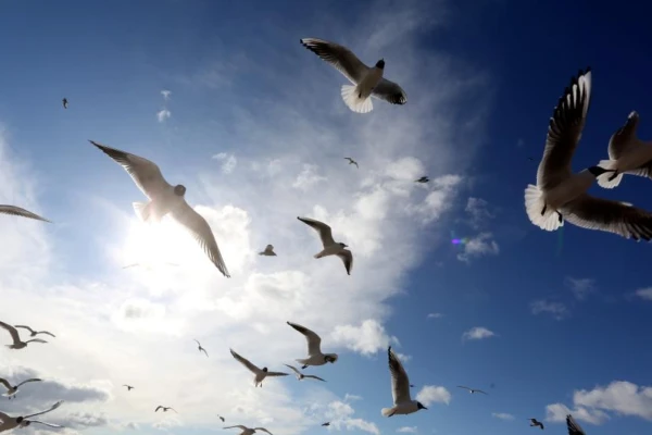 Изображение к статье: Воскресенье принесёт Латвии ливни и похолодание