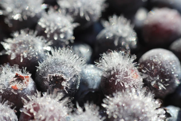 Изображение к статье: Почему продукты в морозилке иногда получают «холодный ожог»? И можно ли их есть?