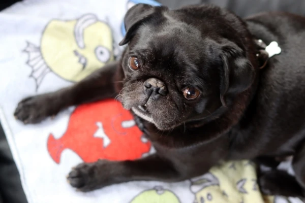 Изображение к статье: Почему плоскомордые собаки не так дружелюбны, как кажется