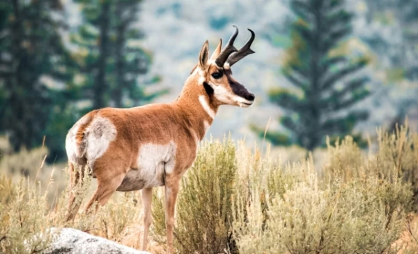 Изображение к статье: Топ-5 самых быстрых существ Земли: кого гепард не обгонит