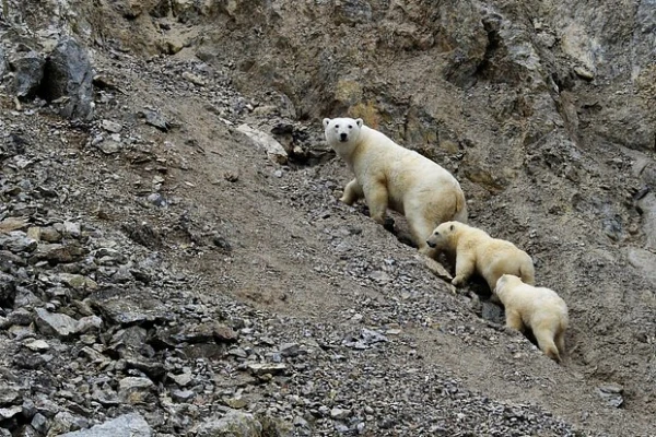 Изображение к статье: «Делят быт с медведями!» Блогер описал жизнь людей в поселке на краю России