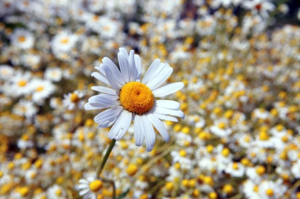 Изображение к статье: Народные приметы на 18 августа — Евстигней-житник